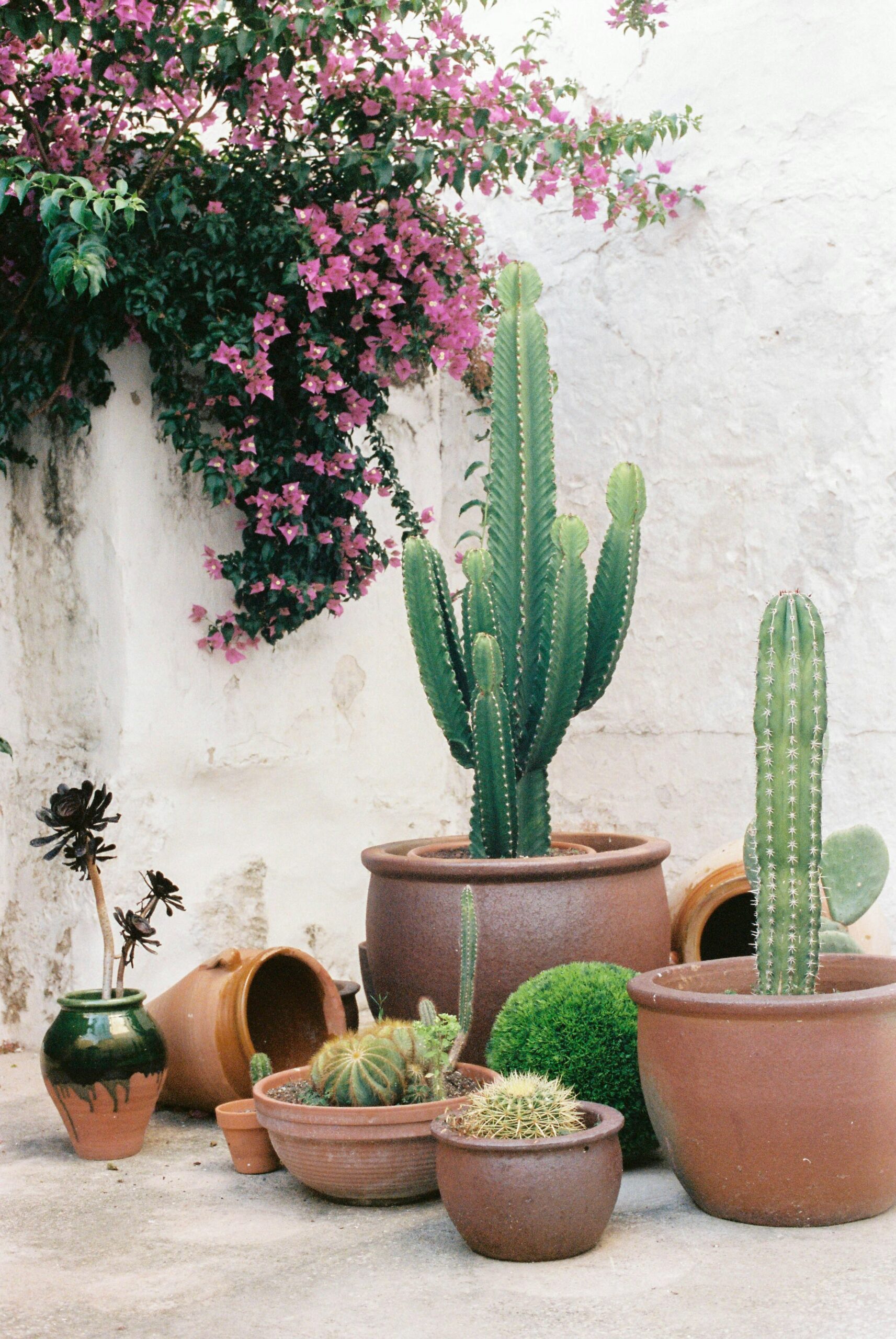 Mediterranean Garden